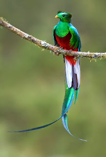 the most beautiful bird in the world the most beautiful bird in the world