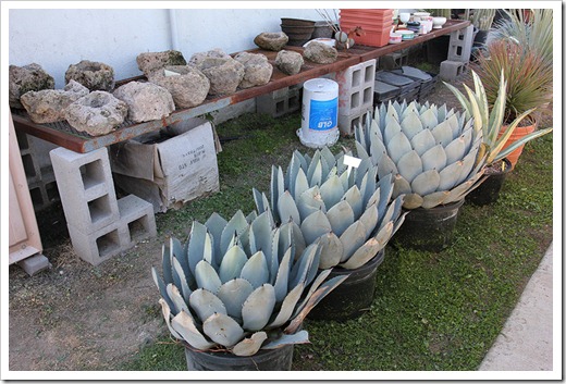 111119_Poots_Agave-parryi_001
