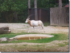 2008.05.26-004 oryx algazelle