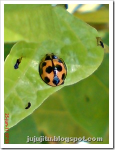 Kumbang Koksi ‘Variable Ladybird’ (Coelophora inaequalis)