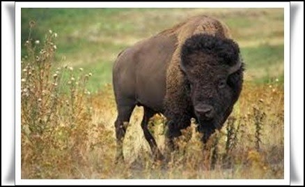 [Uro-una-especie-de-bisonte-en-extinc%255B2%255D.jpg]