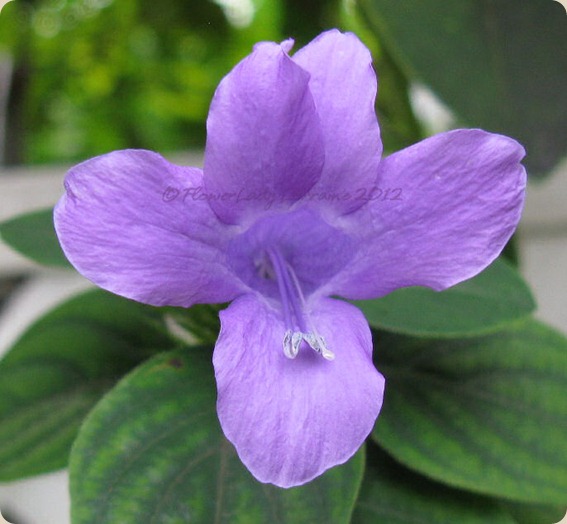 09-25-phil-violet