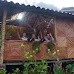 Finca Neblina del Bosque - La Rampla, Nicaragua esteli-jinotega-miraflor_057.jpg