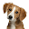 Dog Slider Puzzle Download on Windows