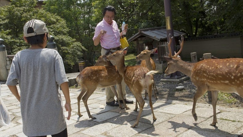 nara-deer-4