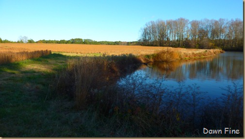 bonnies pond and soy field_002