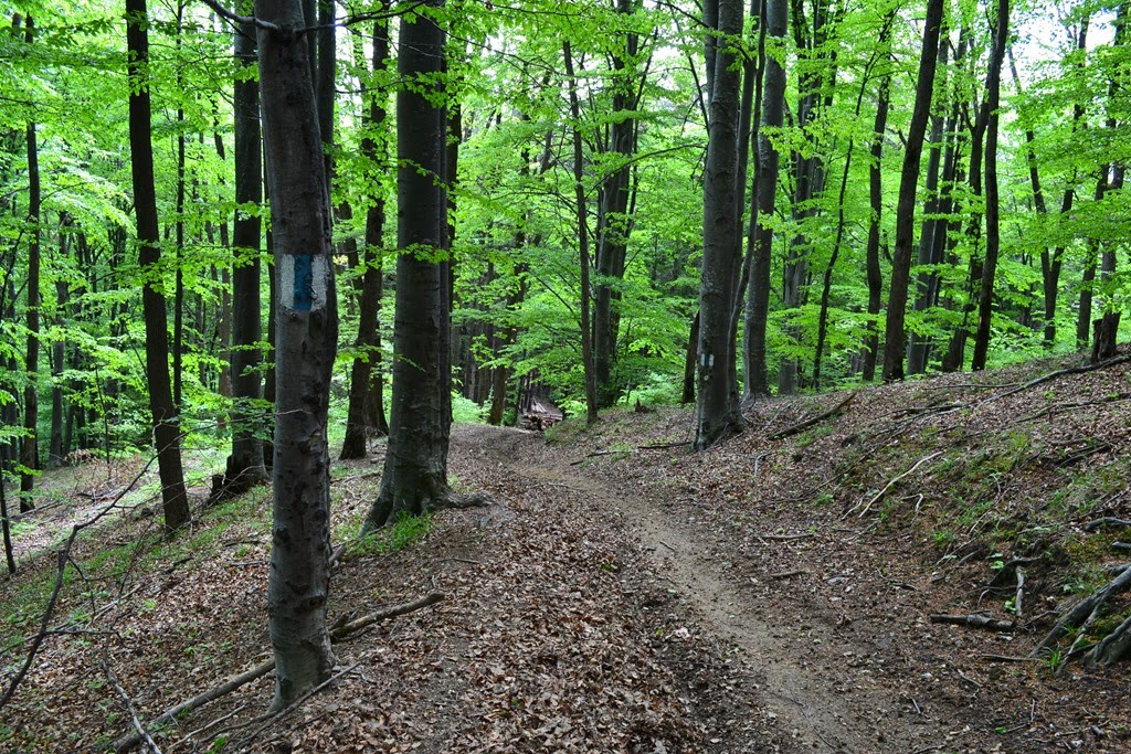 [DSC_06593.jpg]