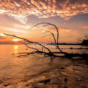 The Fallen by Victor Sim - Landscapes Sunsets & Sunrises
