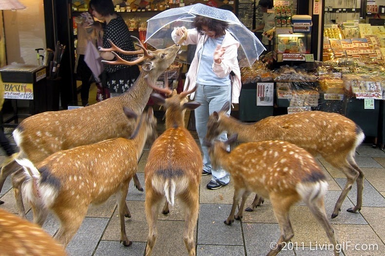 nara-deer-9