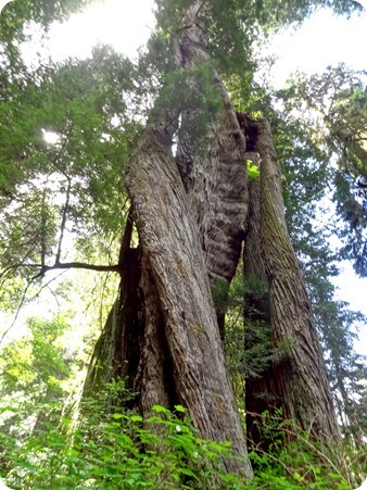 Corkscrew tree