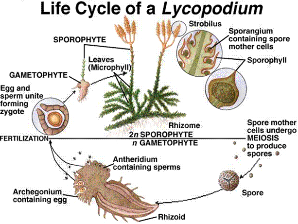 Life cycle of Lycopodium