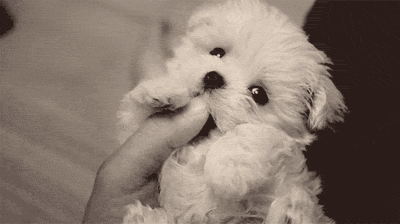 [perro%2520peque%25C3%25B1o%255B3%255D.gif]