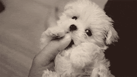 [perro%2520peque%25C3%25B1o%255B3%255D.gif]
