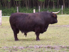 2004.05.26-011 aurochs