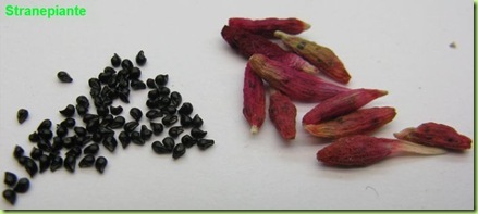 Epithelantha micromeris fruits and seeds