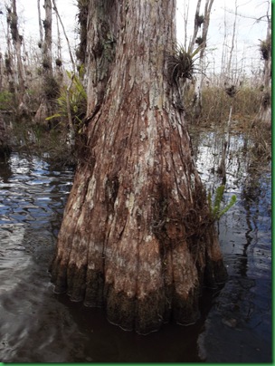 Big Cypress Swamp Hike (21)