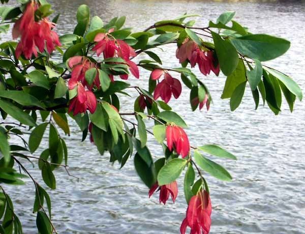 [Cynometra%2520cauliflora%255B2%255D.jpg]