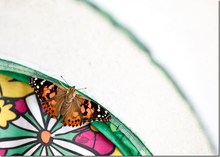 painted lady butterfly - photo by Adrienne Zwart