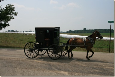 An Amish lady on her way into town - the long white rolls in the pasture are silage