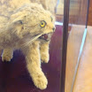 phoca_thumb_l_DSC01825.JPG