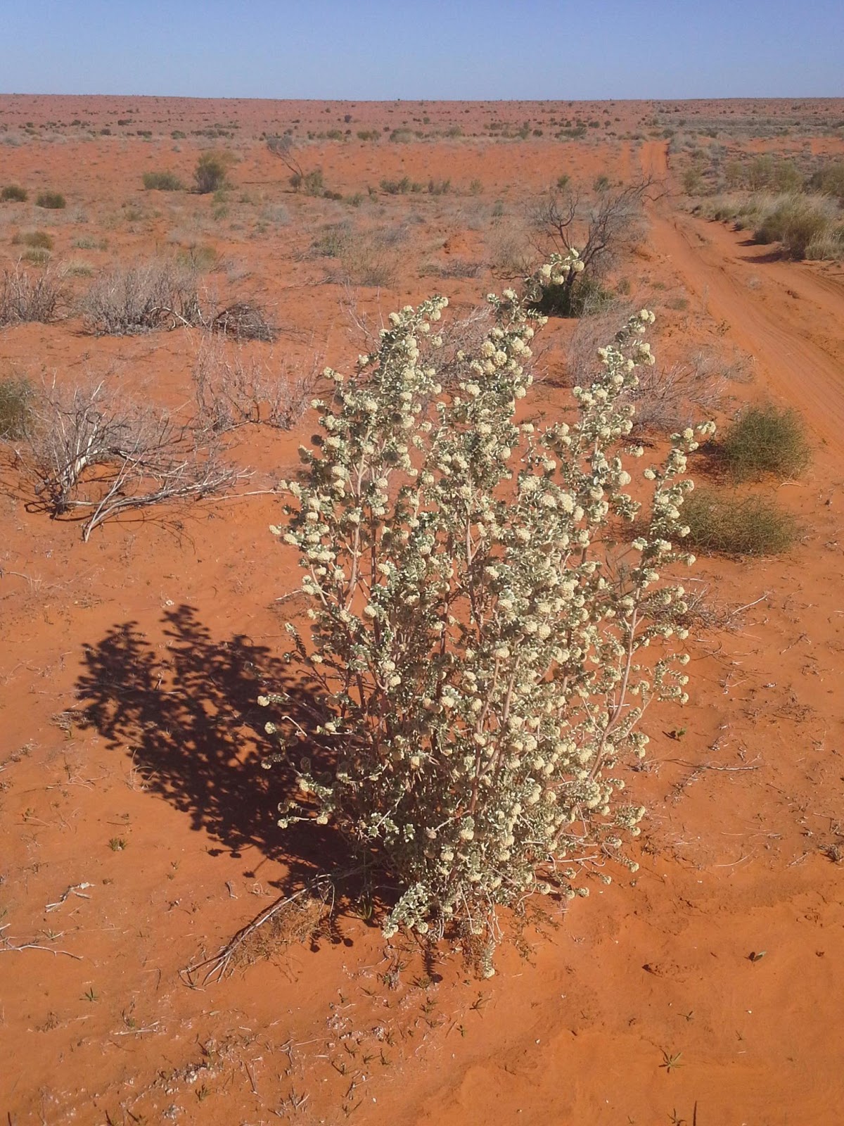 fox and da The Simpson Desert