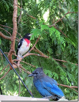 Rose-breasted Grosbeak and young Steller's Jay