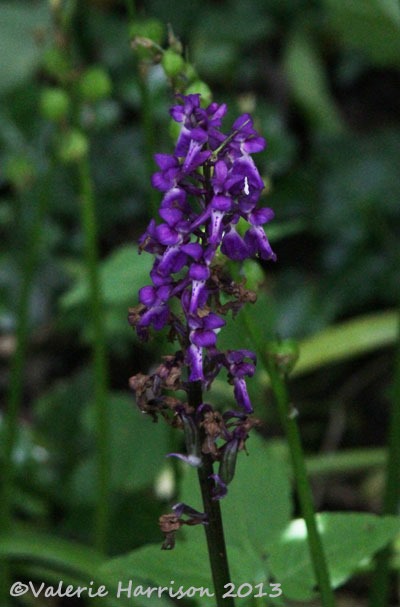 [19-orchid%255B2%255D.jpg]