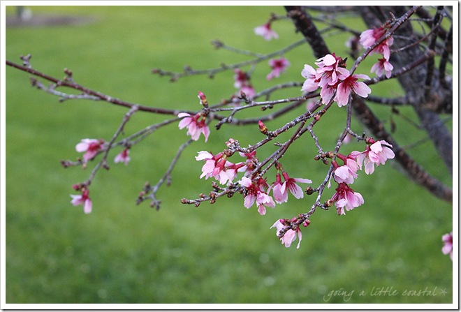 cherry blossoms_edited-1