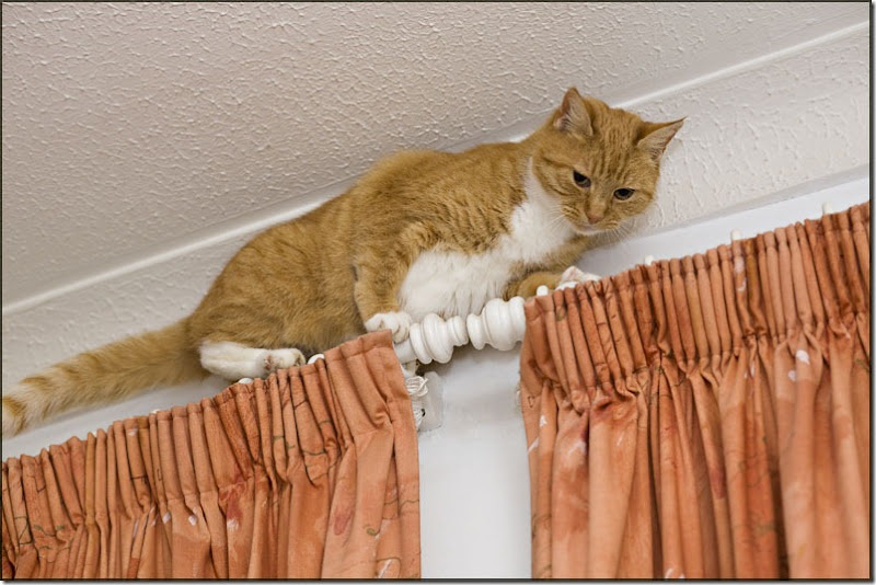 Ginger cat walking across top of curtains