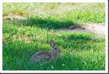 2011Jul31_Custer_State_Park_rabbit