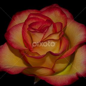 by Wendell Kennedy - Flowers Single Flower