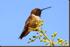 black_chinned_hummingbird_3_1_of_1