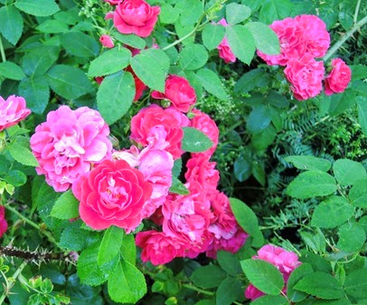 20140627_074129-property-roses