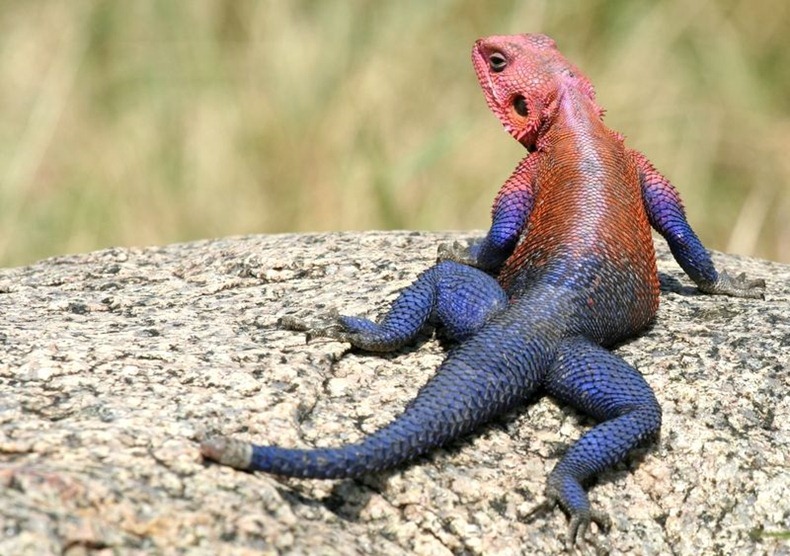 The Spiderman Lizard: Mwanza Flat Headed Agama | Amusing Planet