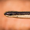 Striped Harlequin Snake