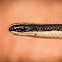 Striped Harlequin Snake