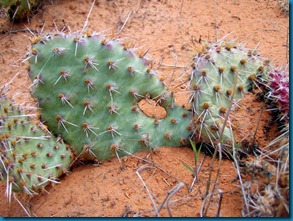 cactus arche