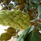 Magnolia seed casing