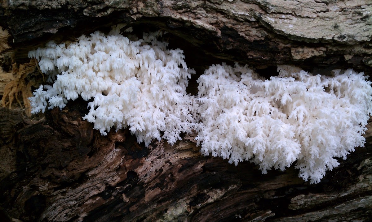 Coral Fungi