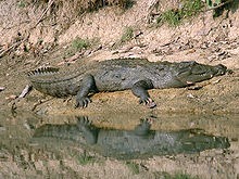 [220px-Mugger_Chitwan-2%255B2%255D.jpg]