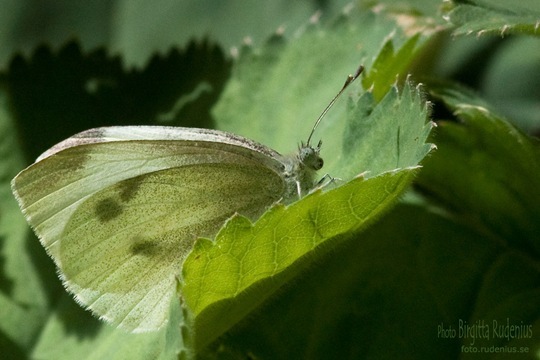 butterfly_20110712_vit