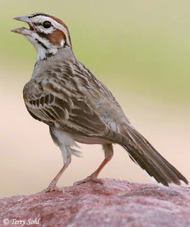 Suara burung lark sparrow Suara burung lark sparrow