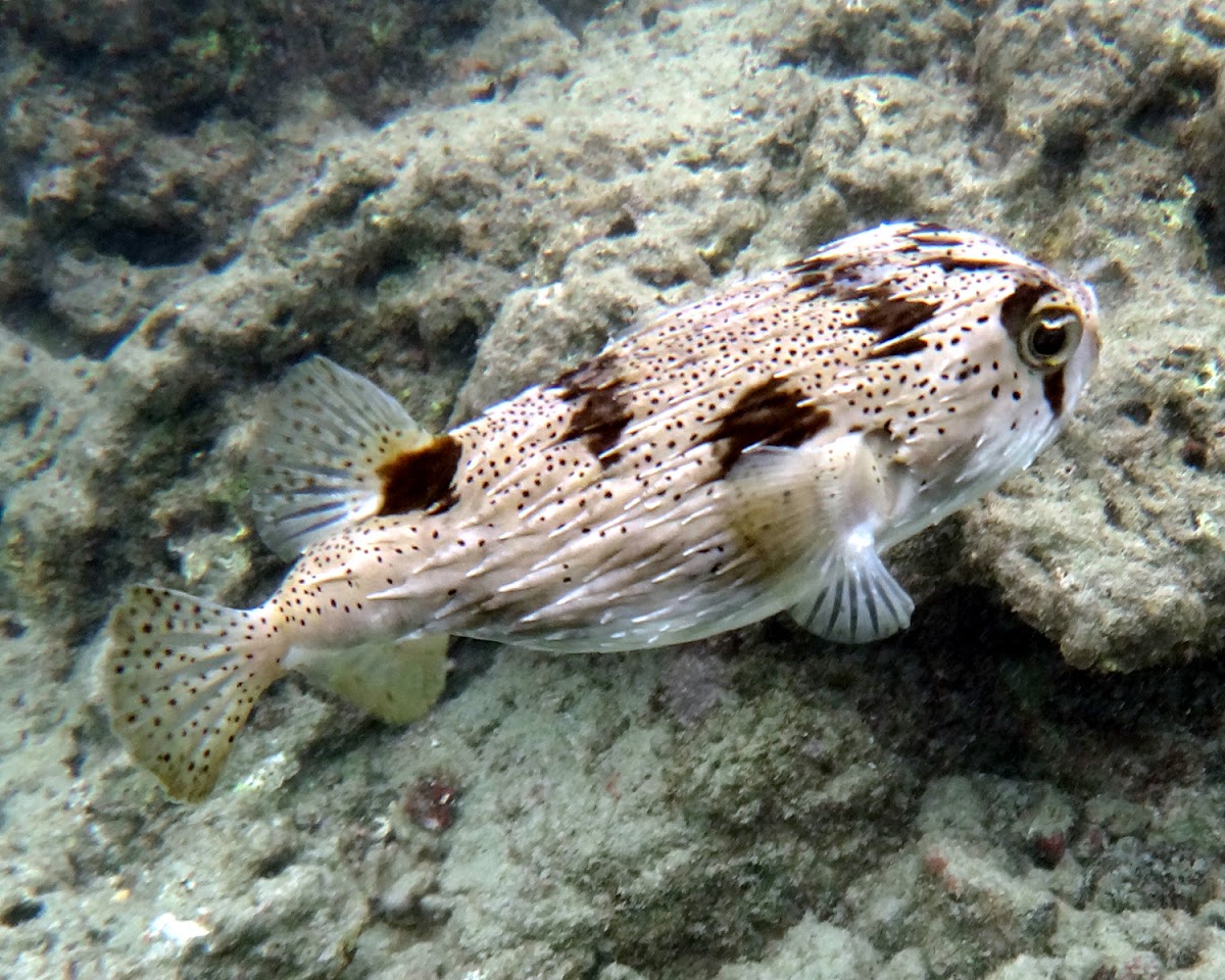 Longspined Porcupinefish