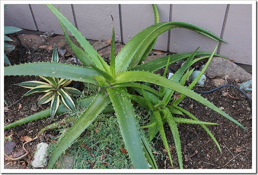 120127_Aloe-cameronii-x-maculata