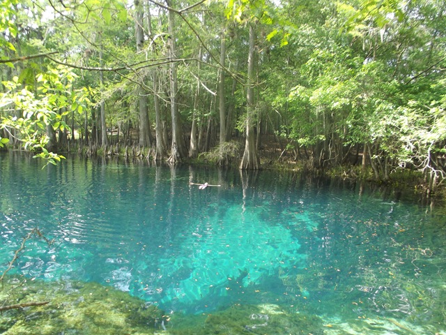 [Manatee%2520Springs%2520119%255B3%255D.jpg]