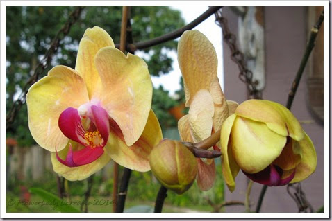 03-28-orchids