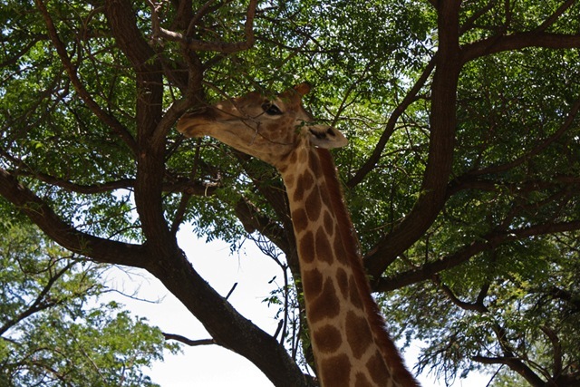 Looking up, Giraffe, Lion Park Johannesburg