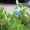 Asiatic Dayflower