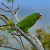 White-fronted Amazone Parrot