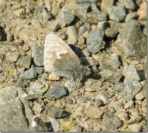 25-small-heath-butterfly